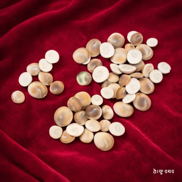 Gomati Chakra (Small)